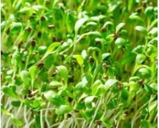 Alfalfa Microgreens