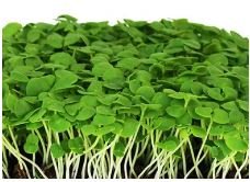 Basil Microgreens