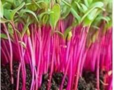 Beetroot Microgreens