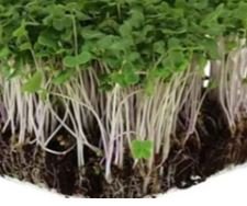 Broccoli Microgreens