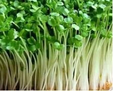 Cabbage Microgreens