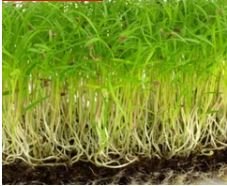 Carrot Microgreens
